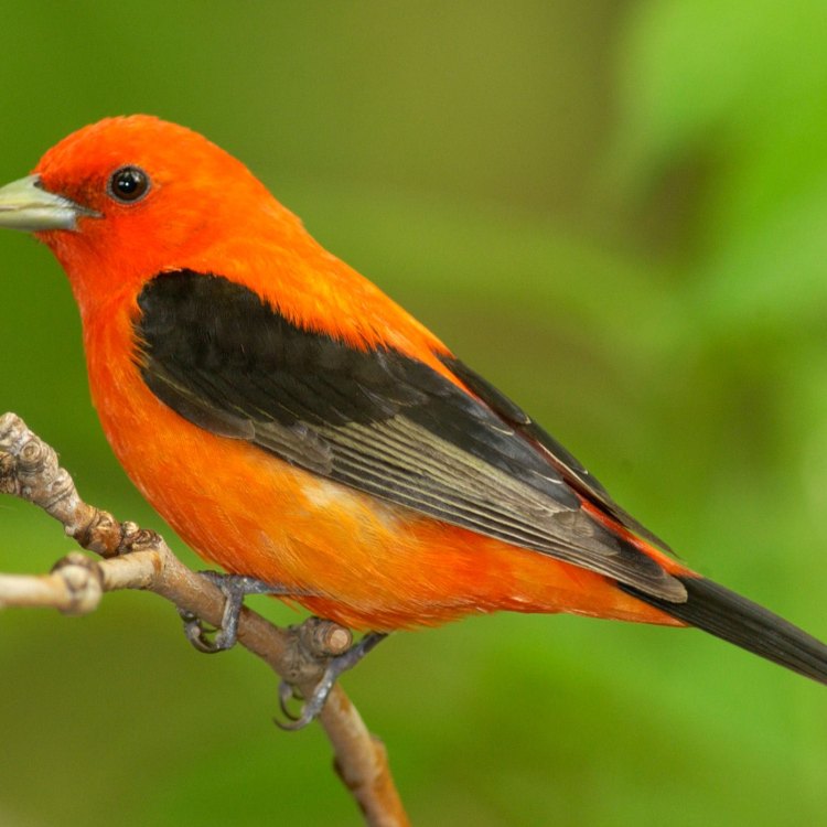 Scarlet Tanager: Burung Penyanyi Berwarna Merah Memikat di Hutan Amerika