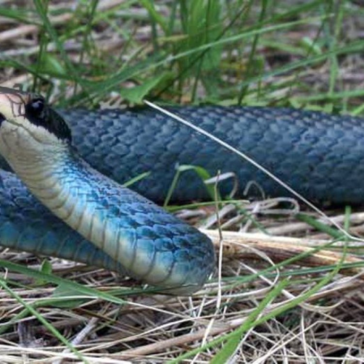The Fascinating Blue Racer: Reptile from the Midwest and Great Plains Regions of North America