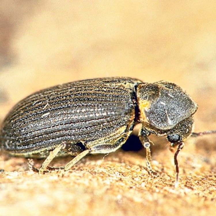 Deathwatch Beetle: Penghancur Kayu yang Mematikan