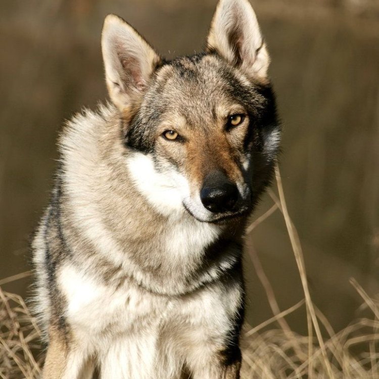Czechoslovakian Wolfdog: Hewan Peliharaan Unik dengan Gabungan Sifat Serigala dan Anjing