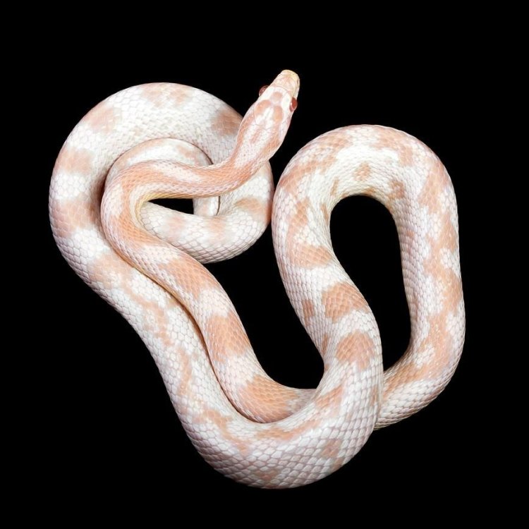 Albino Corn Snake: Reptil Menawan dari Amerika Utara
