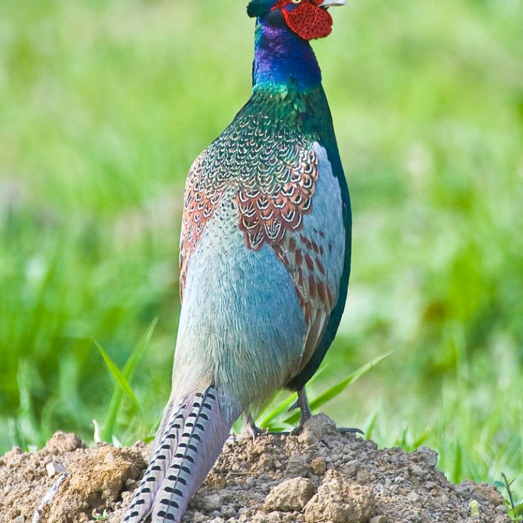 Menelusuri Keunikan Pheasant: Burung Indah dari Kerajaan Animalia