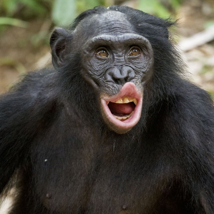Hewan yang Menakjubkan: Bonobo, Primata Terdekat dengan Manusia