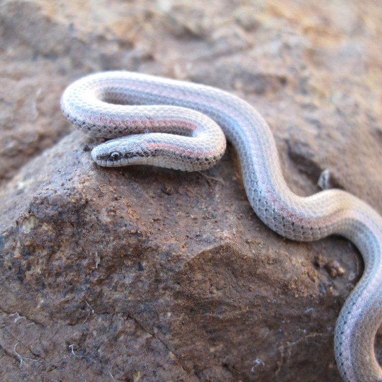 Sharp Tailed Snake: Ular Ramping dengan Ekor Tajam