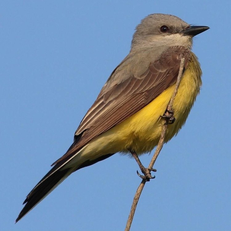 Berkah Alam: Mengenal Lebih Dekat Western Kingbird