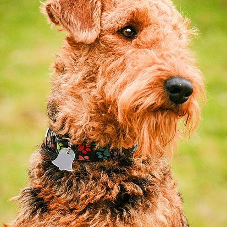 Airedale Terrier: Mengenal Anjing Paling Canggih dan Setia dari Animals A