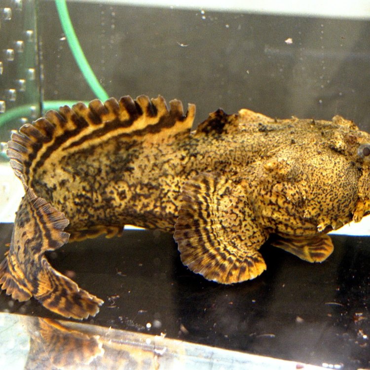 Oyster Toadfish: Si Batu Rangkai yang Menakjubkan