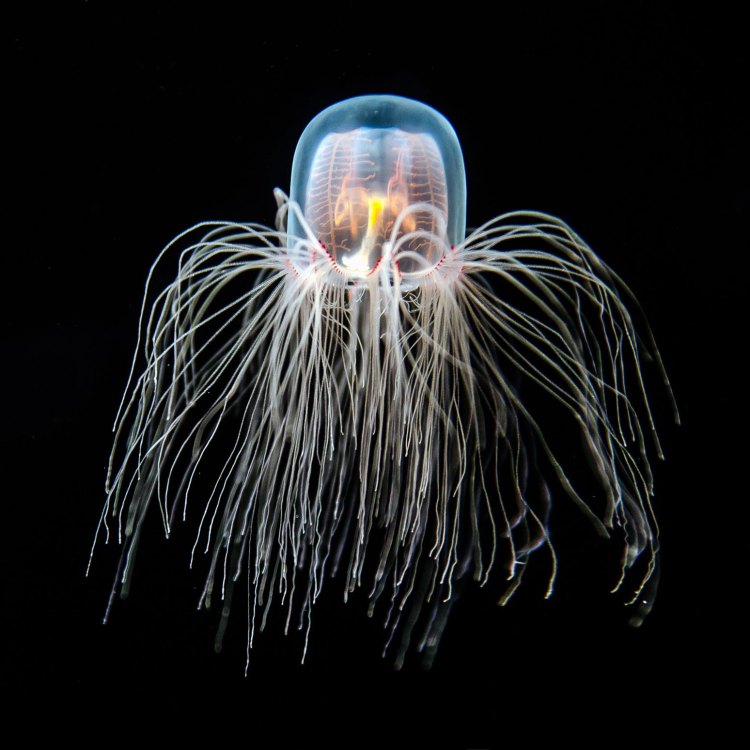 Immortal Jellyfish: Rahasia di Balik Keabadiannya