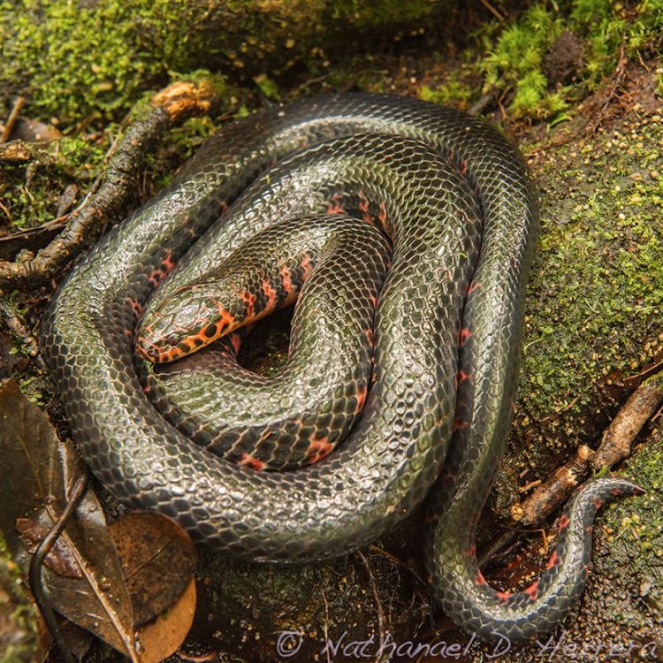 Mud Snake: Menelusuri Rahasia Hewan Aneh dan Menarik