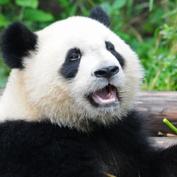 Mengenal Lebih Dekat Gigantik Panda Bear