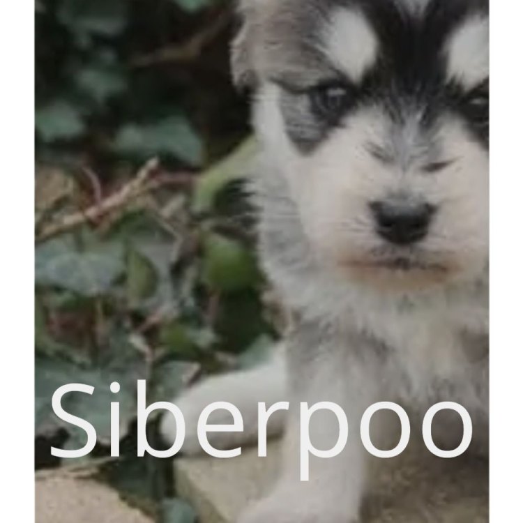 Siberpoo: Perpaduan Antara Siberian Husky dan Poodle