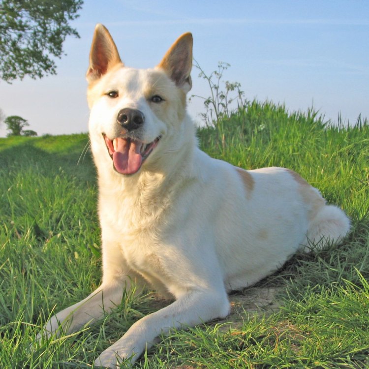 Canaan Dog: Kekuatan dan Keunikan dari Anjing Asal Israel yang Menawan