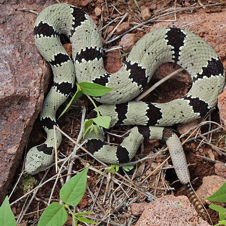 Rim Rock Crowned Snake: Satu-satunya Reptil Serigala yang Memikat di South Florida