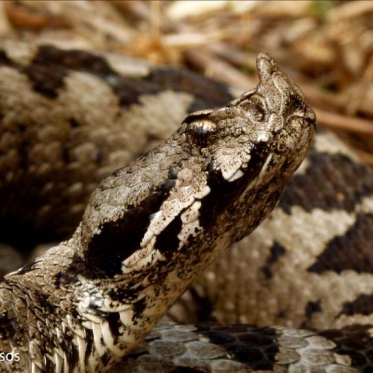 The Fascinating Nose Horned Viper: A Predatory Marvel
