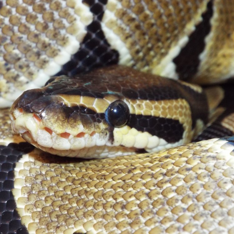 Bredl's Python: Ular yang Cantik dan Berbahaya
