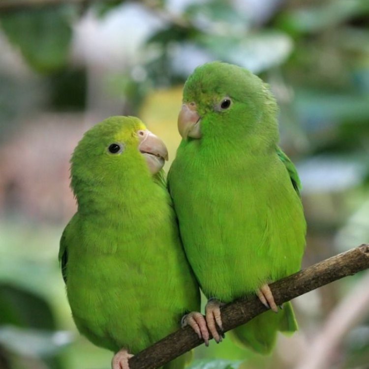 Parrotlet: Burung Kecil yang Menakjubkan dari Amerika Tengah dan Selatan