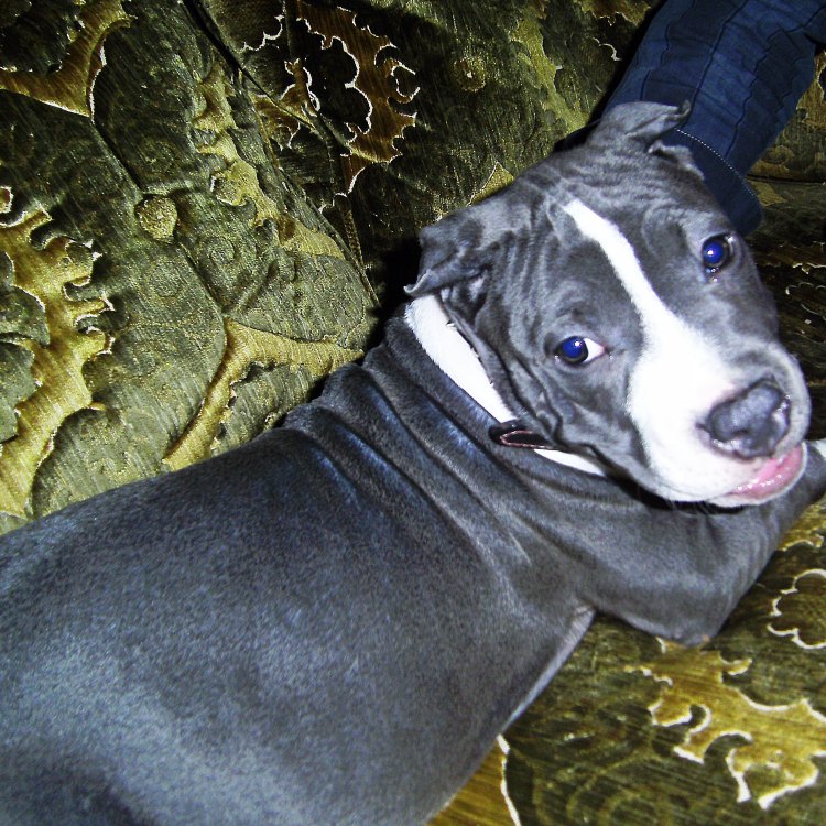 Mengenal Pocket Pitbull, Anjing Kecil yang Menawan dan Enerjik
