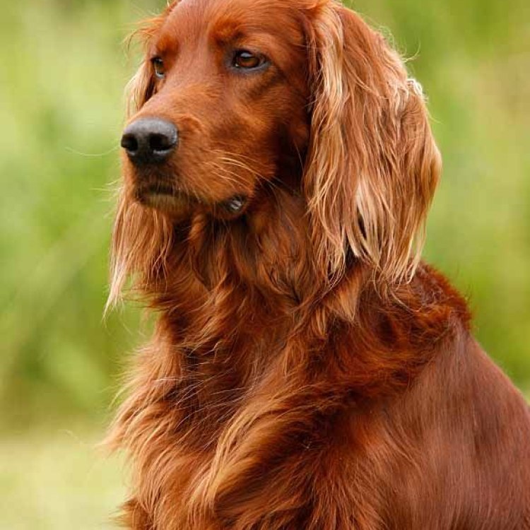 Irish Setter: Anjing Pengintai yang Mengagumkan