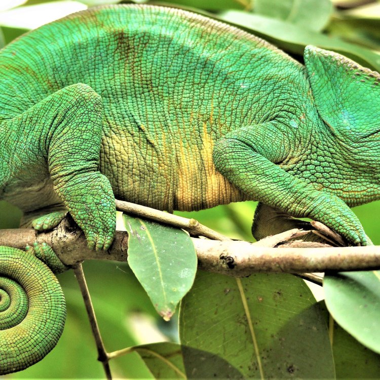 Mengenal Chameleon: Hewan Ajaib dengan Fitur Menarik