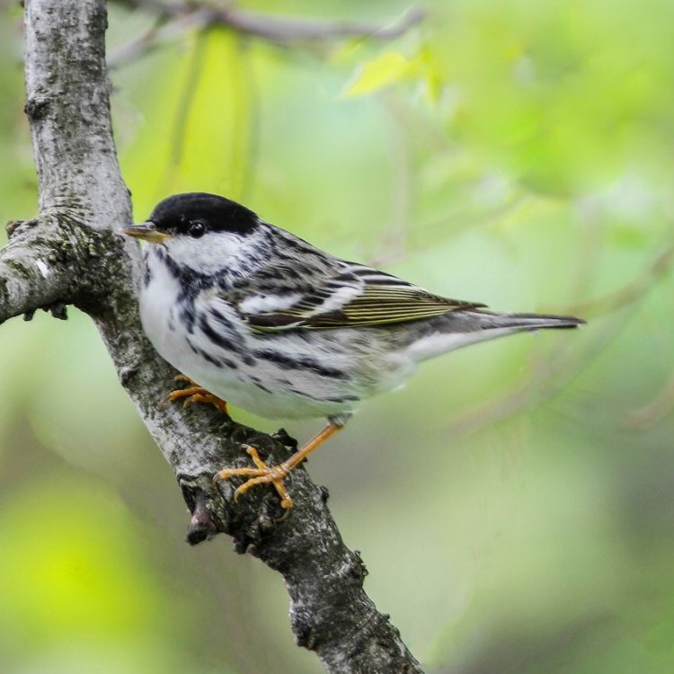 Rangkuman Tentang Blackpoll Warbler: Burung Kecil Berwarna Hitam dan Putih yang Berasal dari Hutan Boreal dan Subarktik