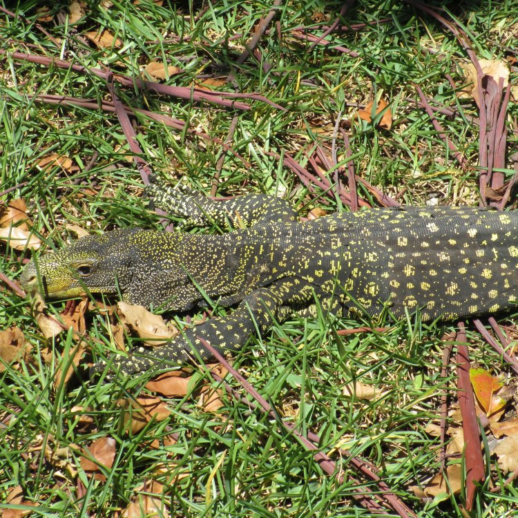 Crocodile Monitor: Si Buaya yang Bisa Berenang