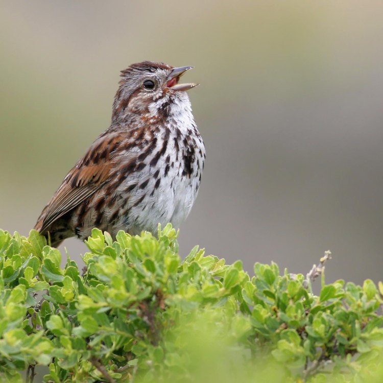 Song Sparrow: Burung Pengisap di Lembah Lagu-lagu