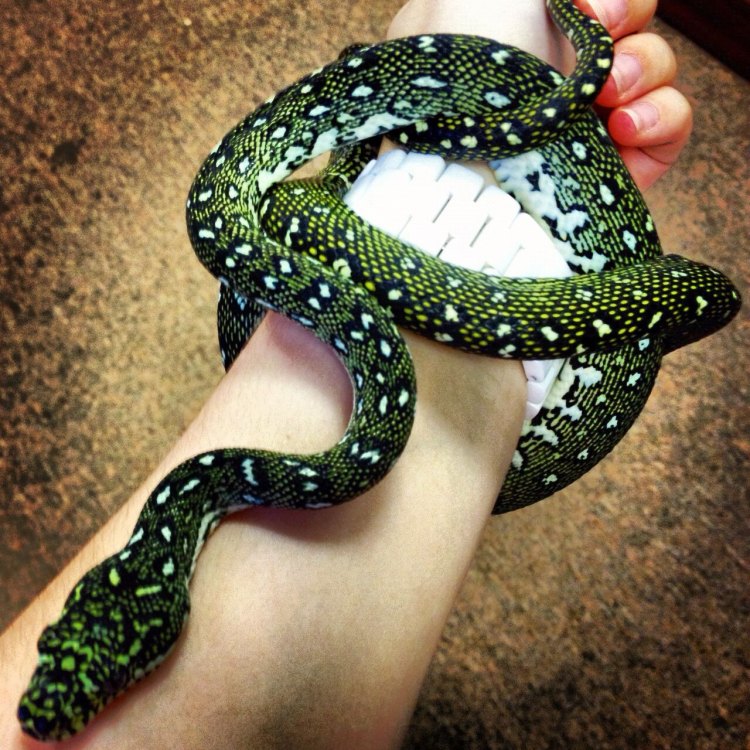 Diamond Python: Ular Cantik dari Rainforest Australia
