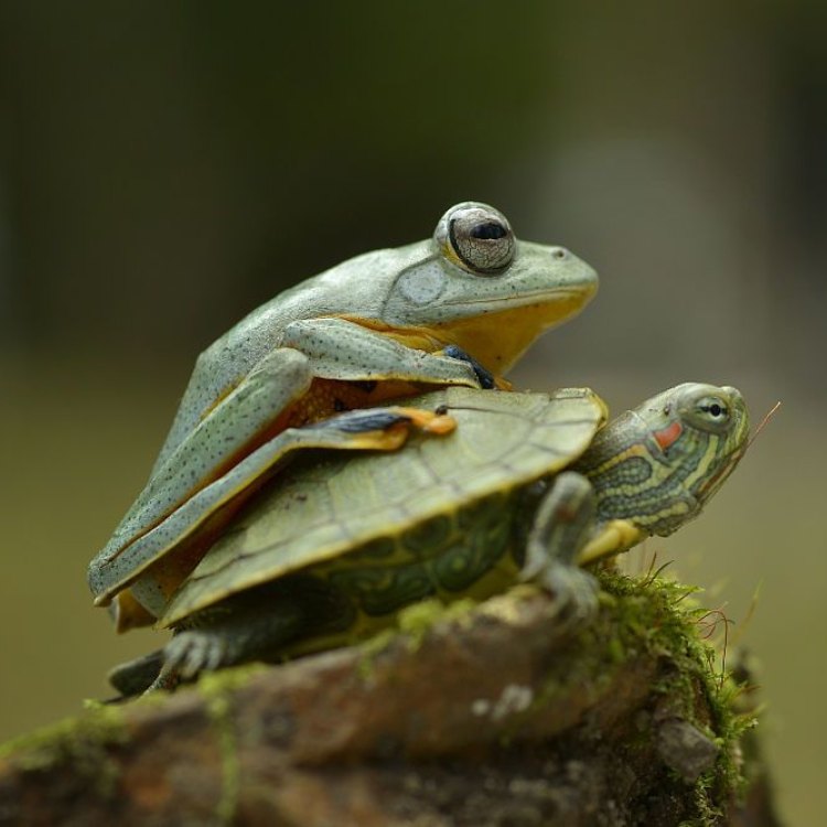 Turtle Frog: Hewan Unik dari Australia yang Menggemaskan