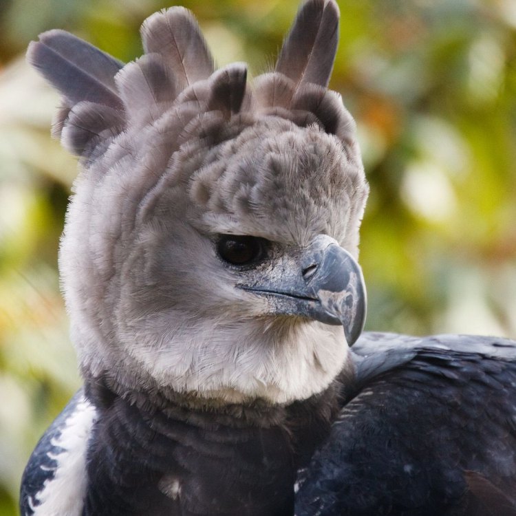 Harpy Eagle: Raja Hutan yang Megah di Amerika Tengah dan Selatan