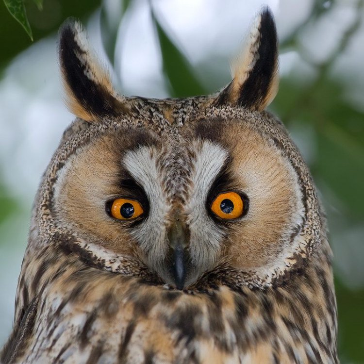 Long Eared Owl: Burung Hantu dengan Telinga Panjang yang Menarik Perhatian