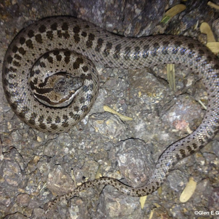 Night Snake: Ular Kecil yang Penuh Misteri di Malam Hari