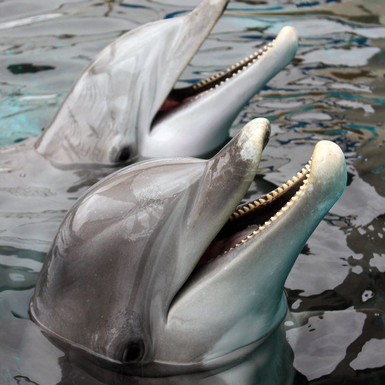 Bottlenose Dolphin: Lumba-lumba yang Cantik dan Cerdas