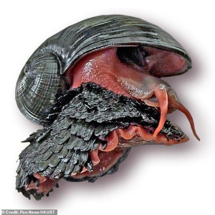 Introducing the Volcano Snail: A Unique Aquatic Creature