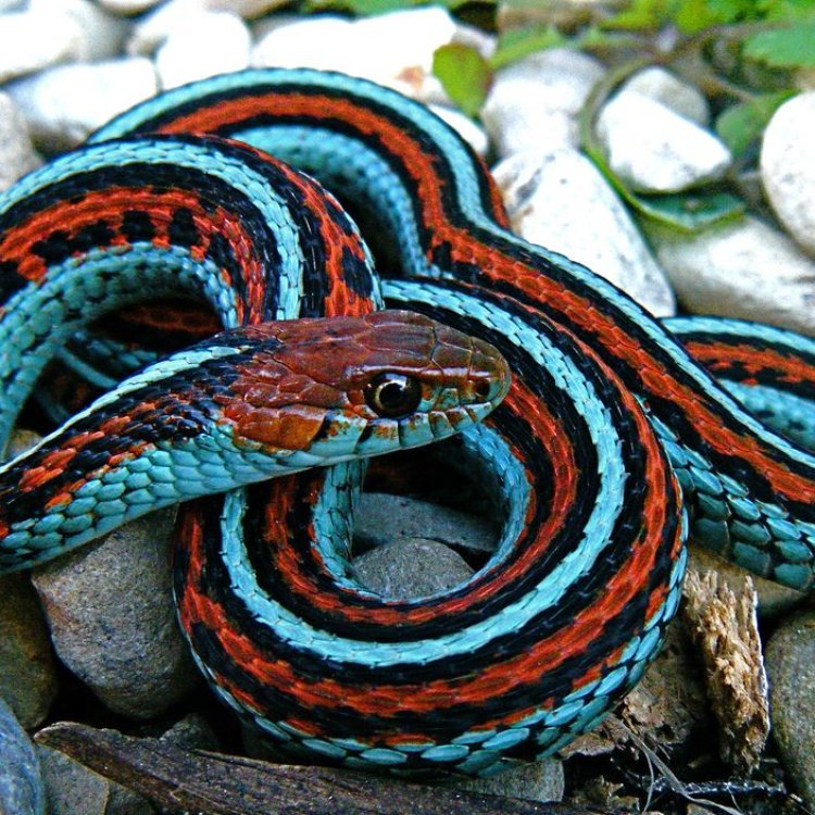 San Francisco Garter Snake: Hewan Endemik yang Unik dan Menarik di Wilayah San Francisco Bay