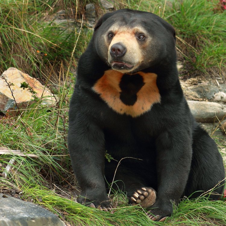 Sun Bear: Si Beruang Berwarna Emas dari Indonesia