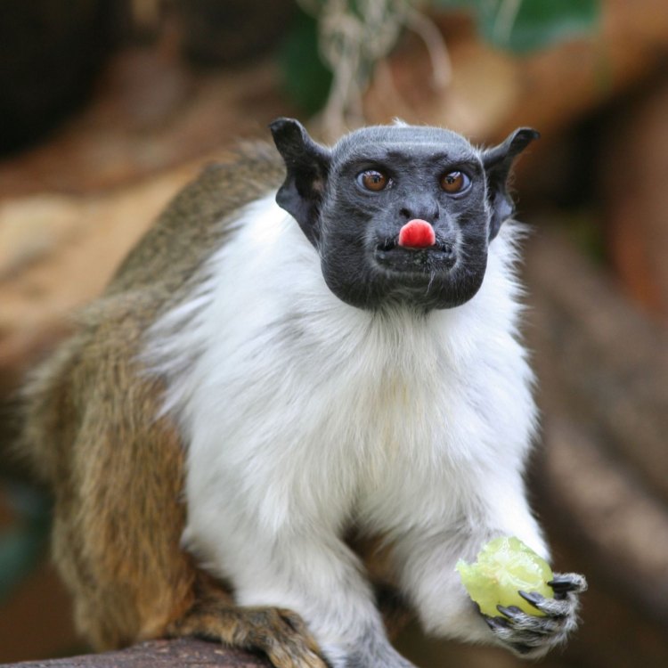 Pied Tamarin: Primata Kecil yang Menakjubkan dari Hutan Amazon