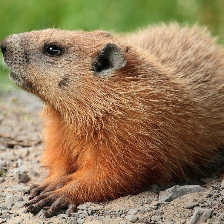 Groundhog Tick: Parasit Kecil yang Mengancam Kesehatan Hewan