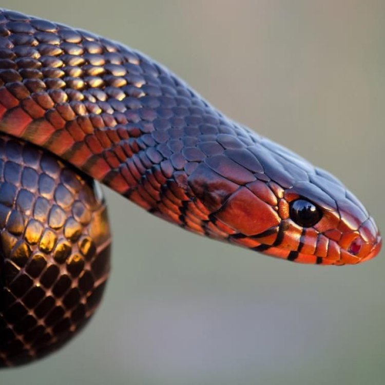 Eastern Indigo Snake: Ular Legendaris Berwarna Hitam Mencuri Perhatian