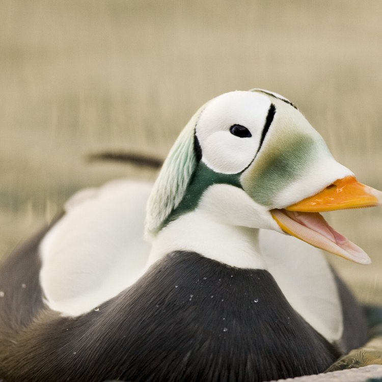 Eider: Burung Laut yang Menakjubkan di Laut Utara dan Arktik