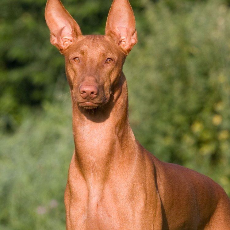 The Majestic Pharaoh Hound: An Elegant Canine from the Mediterranean