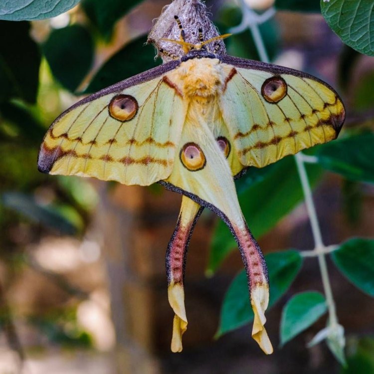 Mengenal Lebih Dekat Hewan Moth, si Serangga yang Unik dan Menarik