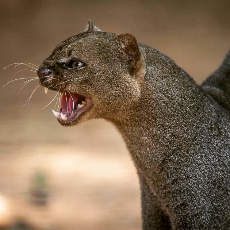 Jaguarundi Cat: Kisah Menarik Hewan Mengherankan di Dunia!