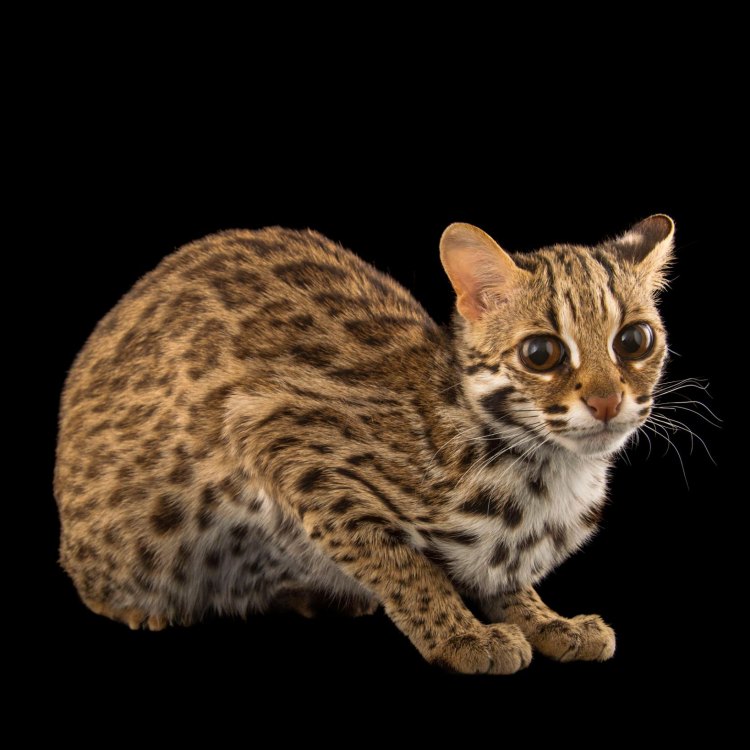 Mengenal Hewan Langka yang Mirip dengan Leopard - Leopard Cat