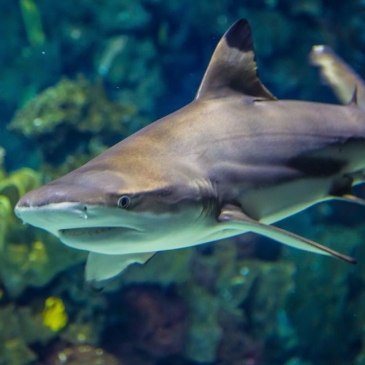 Fakta Menarik Tentang Blacktip Reef Shark