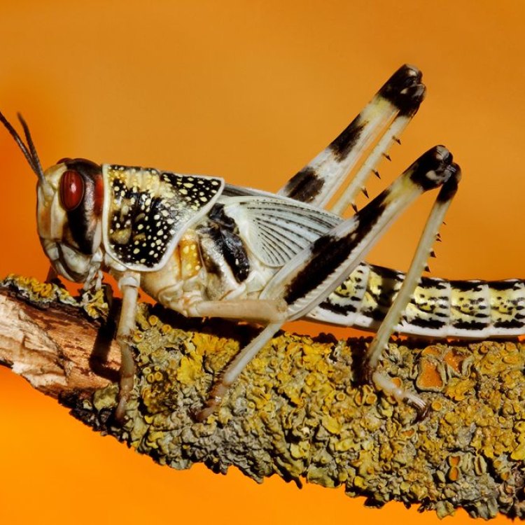Sahara di Surga: Mengenal Lebih Jauh Tentang Hewan Gurun Locust