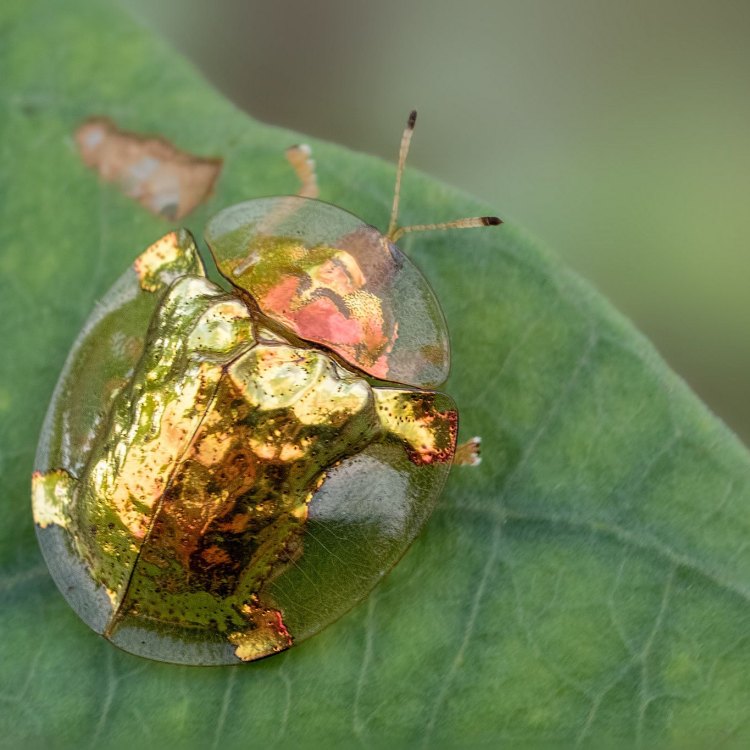 Golden Tortoise Beetle: Kumbang Cantik yang Menakjubkan dan Menarik untuk Diketahui