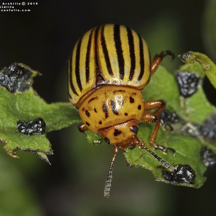 Mengenal Lebih Dekat Potato Beetle, Hama Utama di Perkebunan Kentang