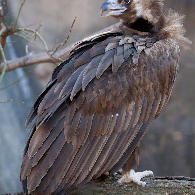 Cinereous Vulture: Si Petualang di Udara