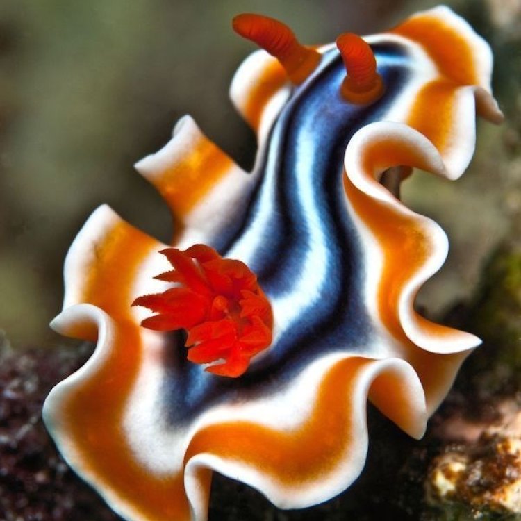 Jelajahi Keindahan Laut dengan Hewan yang Menakjubkan: Sea Slug