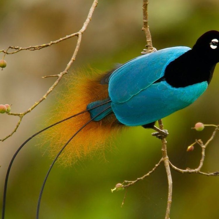 Mengenal Lebih Dekat: Bird Of Paradise, Hewan yang Memikat Dengan Keindahannya